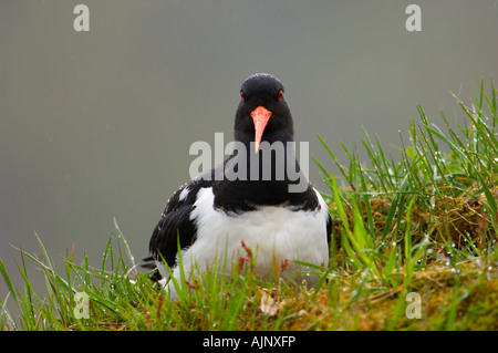 Oystercatcher sul tappeto erboso il tetto di una casa in Norvegia Foto Stock