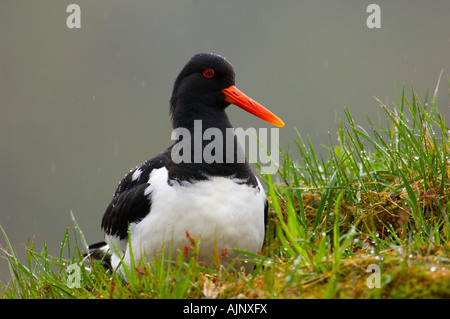 Oystercatcher sul tappeto erboso il tetto di una casa in Norvegia Foto Stock