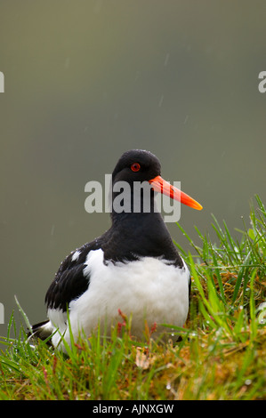 Oystercatcher sul tappeto erboso il tetto di una casa in Norvegia Foto Stock