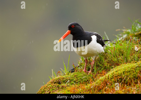 Oystercatcher sul tappeto erboso il tetto di una casa in Norvegia Foto Stock