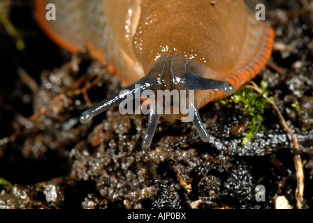 Testa della variante di colore arancione del grande ritorno slug Arion ater rufus Foto Stock