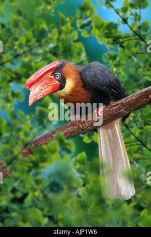 Rufous Hornbill femmina hydrocorax Buceros hydrocorax Foto Stock