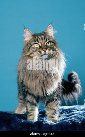 Norvegese delle Foreste nero tabby sgombro Foto Stock