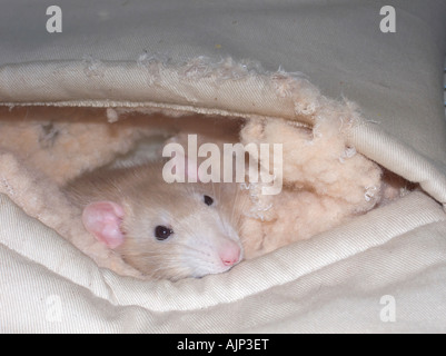 Un grazioso piccolo ratto Pet (Rattus norvegicus) fa capolino fuori dal suo letto Foto Stock