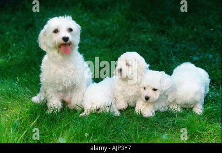 Il Maltese con i cuccioli di 6 settimane Foto Stock