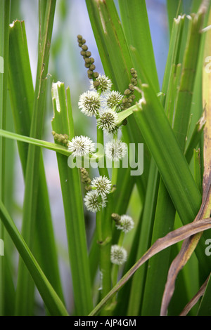 Ramificato Bur Reed, Sparganium erectum, Sparganiaceae. Foto Stock