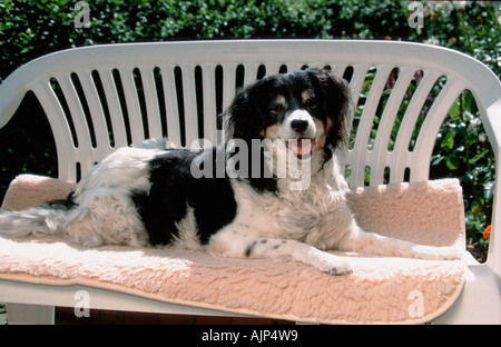Razza cane sulla panchina da giardino Foto Stock