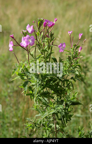 Grande Willowherb, Epilobium hirsutum, Onagraceae Foto Stock