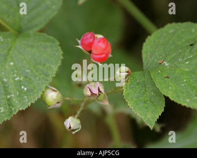 Pietra Bramble frutta, Rubus saxatilis, Rosaceae Foto Stock