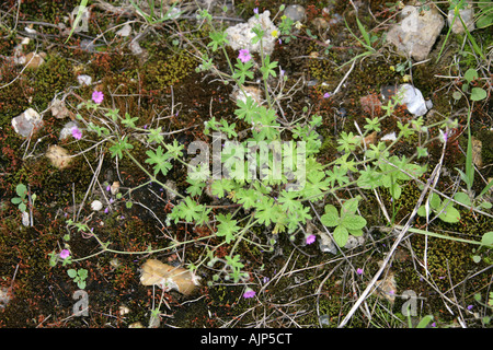 Piccolo Fiore Geranium Cranesbill pusillum Geraniaceae Foto Stock