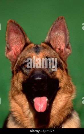 Il tedesco il cane pastore alsaziano Foto Stock