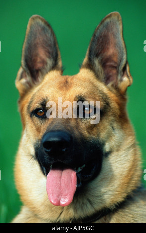 Il tedesco il cane pastore alsaziano Foto Stock