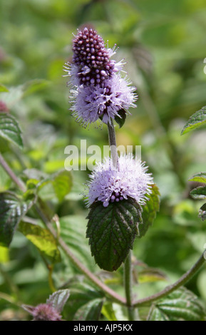 Zecca d'acqua, Manta aquatica, Lamiaceae, Labiatae Foto Stock