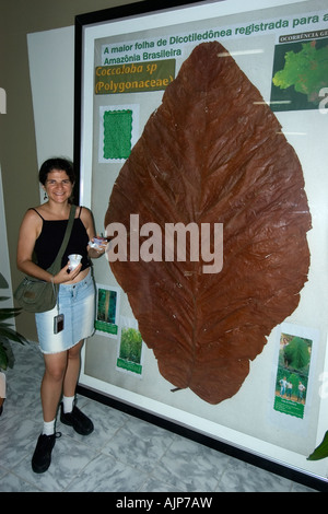 Maggiori dicotiledone foglia dell'amazzonia Coccoloba sp Bosque da ciencia Manaus Amazonas Brasile Foto Stock