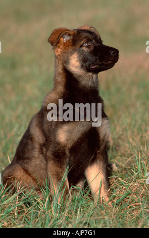 Pastore Tedesco cucciolo di cane 11 settimane alsaziano Foto Stock