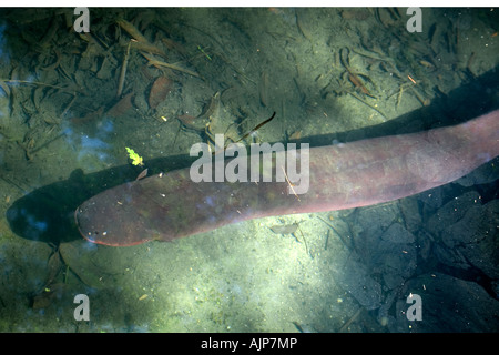 Anguilla elettrica elettroforo electricus questo pesce offre la più forte scossa elettrica di tutti gli animali di Manaus Amazonas Brasile Foto Stock