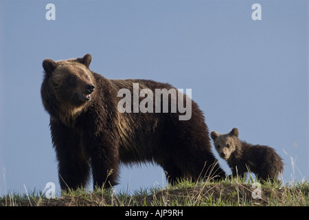 Orso grizzly seminare con cub nel Parco Nazionale di Yellowstone Foto Stock