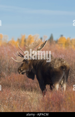 Grandi bull alci in salici Foto Stock