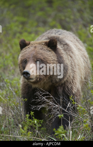 Orso grizzly nel Parco Nazionale di Yellowstone Foto Stock