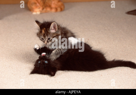 Norvegesi della Foresta gattini gatti di 8 settimane Foto Stock