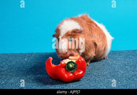 Abissino di cavia di colore rosso e bianco mangiare peperoni dolci Foto Stock