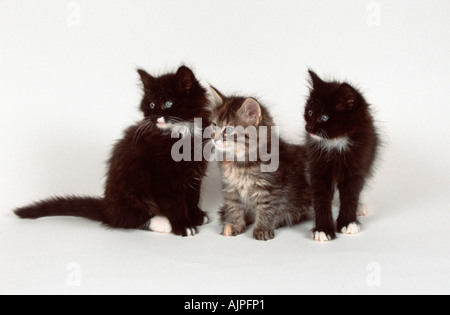 Norvegesi della Foresta gattini gatti di 8 settimane Foto Stock