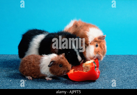 Rex Cavia con giovani e abissino di cavia mangiare peperoni dolci Foto Stock