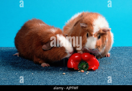 Rex cavia e abissino di cavia mangiare peperoni dolci Foto Stock