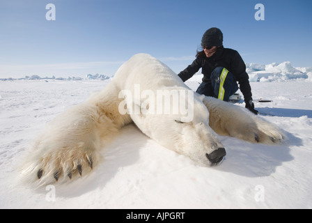 Karyn Rode si prepara a prendere i dati da un grande orso polare maschio sul ghiaccio del Beaufort Sea, Alaska. Foto Stock