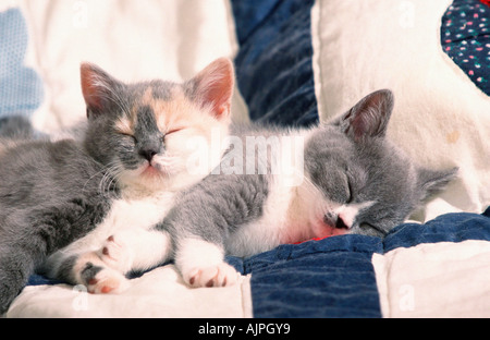 British Shorthair gatto gattini sul letto Foto Stock