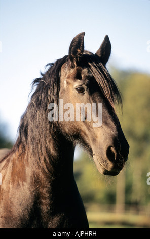 Ritratto di un cavallo Frisone Cavallo Foto Stock