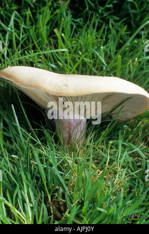 Campo blu Blewit gamba Lepista Saeva Foto Stock