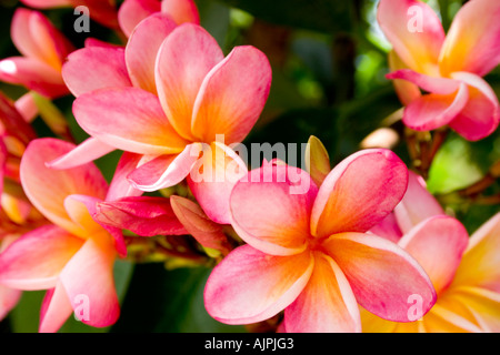 Rosa e arancio fiori di plumeria. Foto Stock