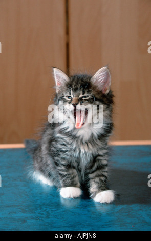 Norvegese delle Foreste gattino 7 settimane black tabby sgombro white Foto Stock