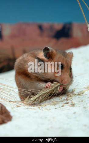 Criceto dorato di mangiare cereali mesocricetus auratus Foto Stock