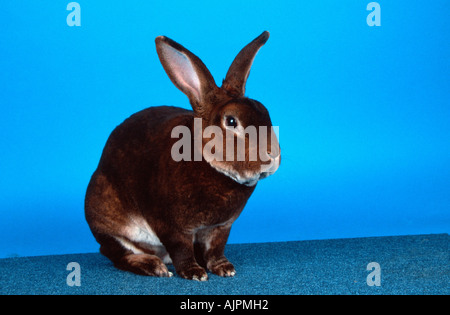Castor Rex Rabbit Foto Stock