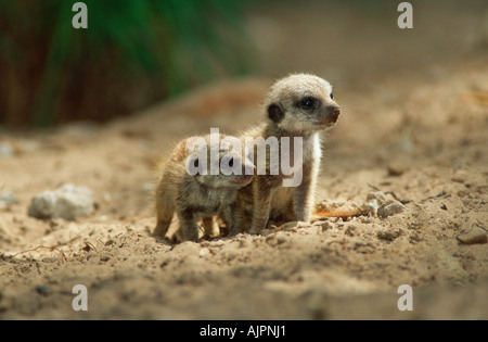 Giovani Meerkats Suricata suricatta Foto Stock