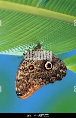 Gufo femmina Buttfly giacente uova Caligo memnon Foto Stock