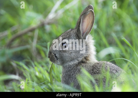 Coniglio giovane mangiare erba sulla prateria Norfolk Inghilterra Foto Stock