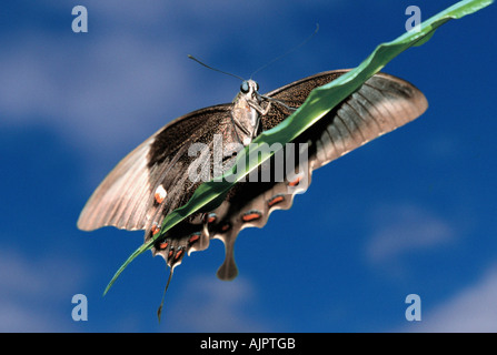 Verde a coda di rondine nastrati Butterfly Papilio palinurus Emerald a coda di rondine Foto Stock