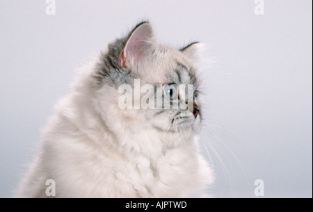 Colorpoint gatto persiano tabby point Foto Stock