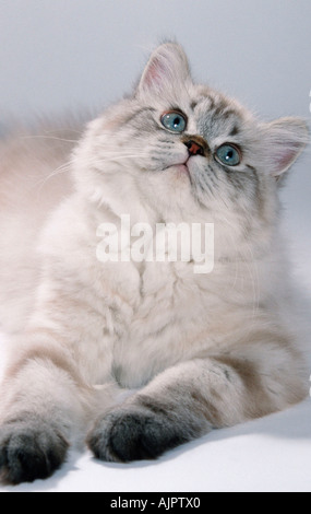 Colorpoint gatto persiano tabby point Foto Stock
