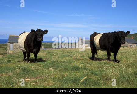 Belted Galloway vacca e di Bull nel campo Cornwal in Inghilterra Foto Stock