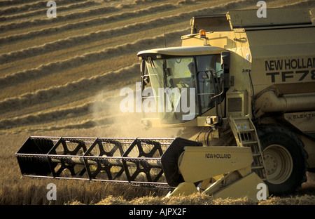 Mietitrebbia il taglio di un enorme campo di grano vicino a mera Wiltshire, Inghilterra Foto Stock