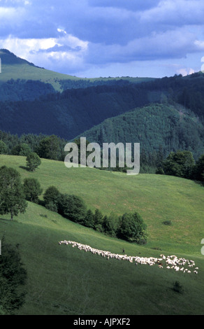 Pastore pascere le sue pecore in Donovaly parte di Velka Fatra Parco nazionale della Slovacchia Foto Stock