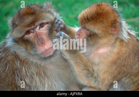 Barberia scimmie toelettatura Macaca silvano Foto Stock