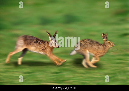 Unione di lepri correndo Lepus europaeus lepre marrone Foto Stock