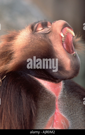 Babbuino Gelada maschio Theropithecus gelada Foto Stock