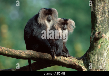 Lion tailed macachi Macaca silenus Foto Stock