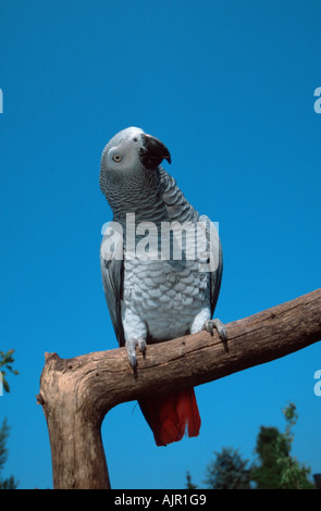 Pappagallo grigio Psittacus erithacus erithacus Foto Stock
